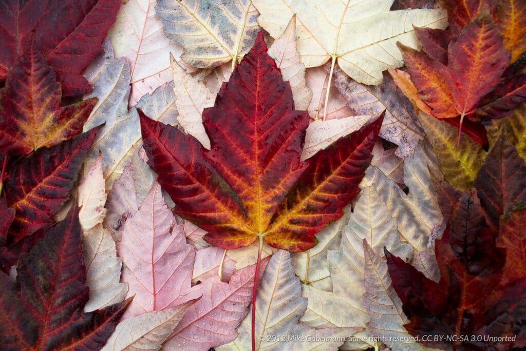 Canada Refugee Program overview, showcasing the opportunity for individuals seeking protection and a new life in Canada